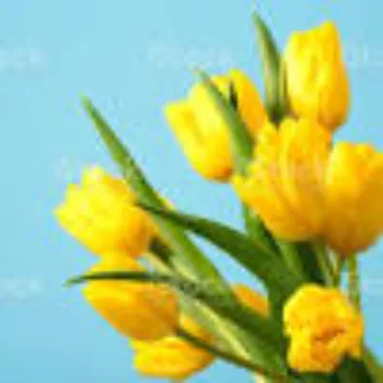 Yellow Tulip Flower